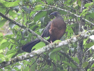 Sickle-winged Guan, ML290117221