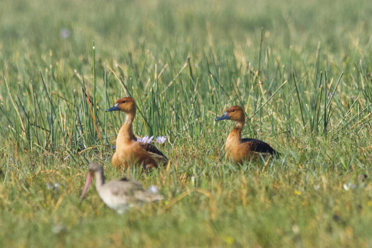 Fulvous Whistling-Duck - ML290119651