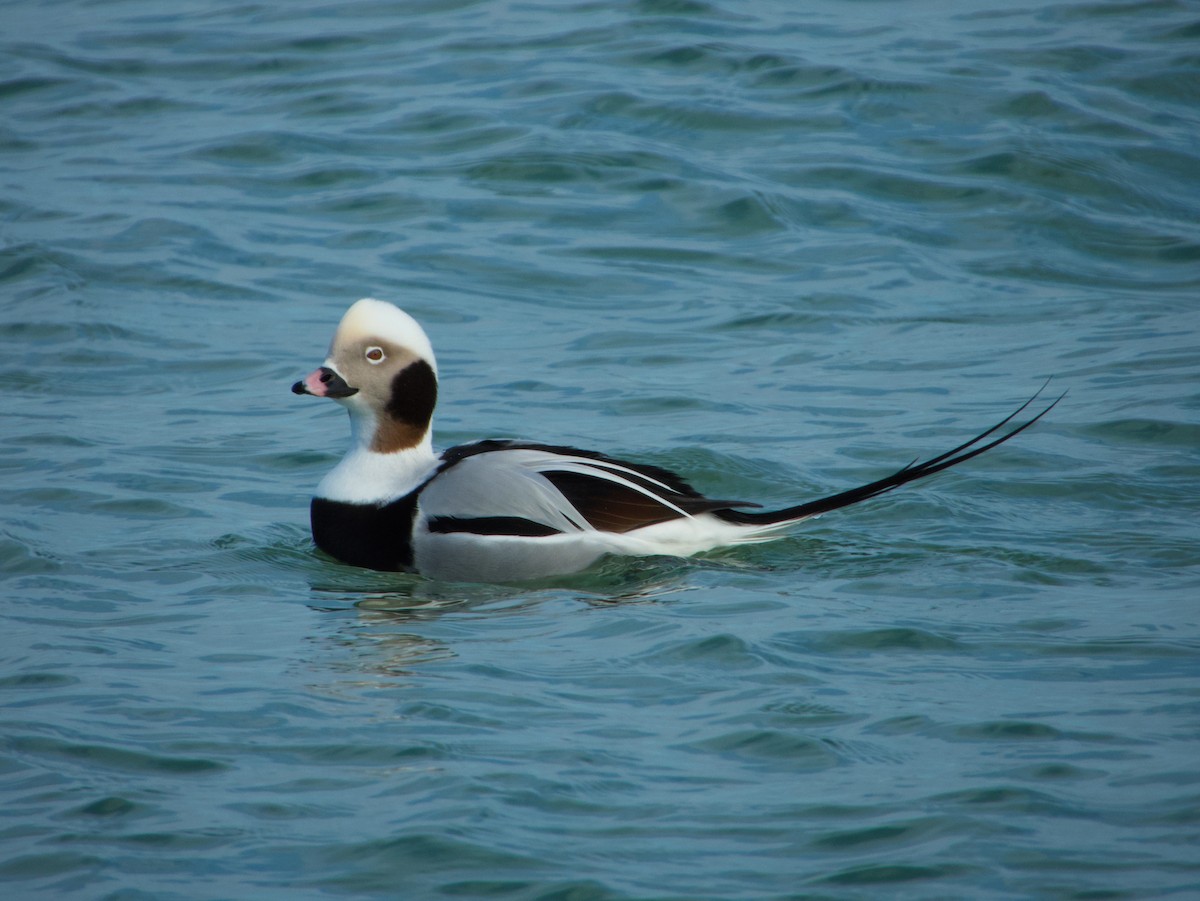 Long-tailed Duck - ML290127061