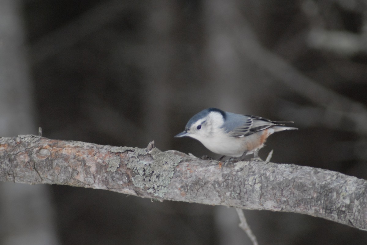 White-breasted Nuthatch - ML290127371