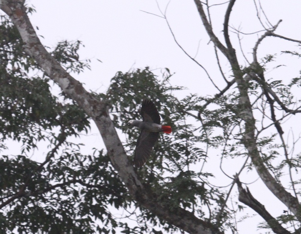 Afrika Gri Papağanı (erithacus) - ML290128861