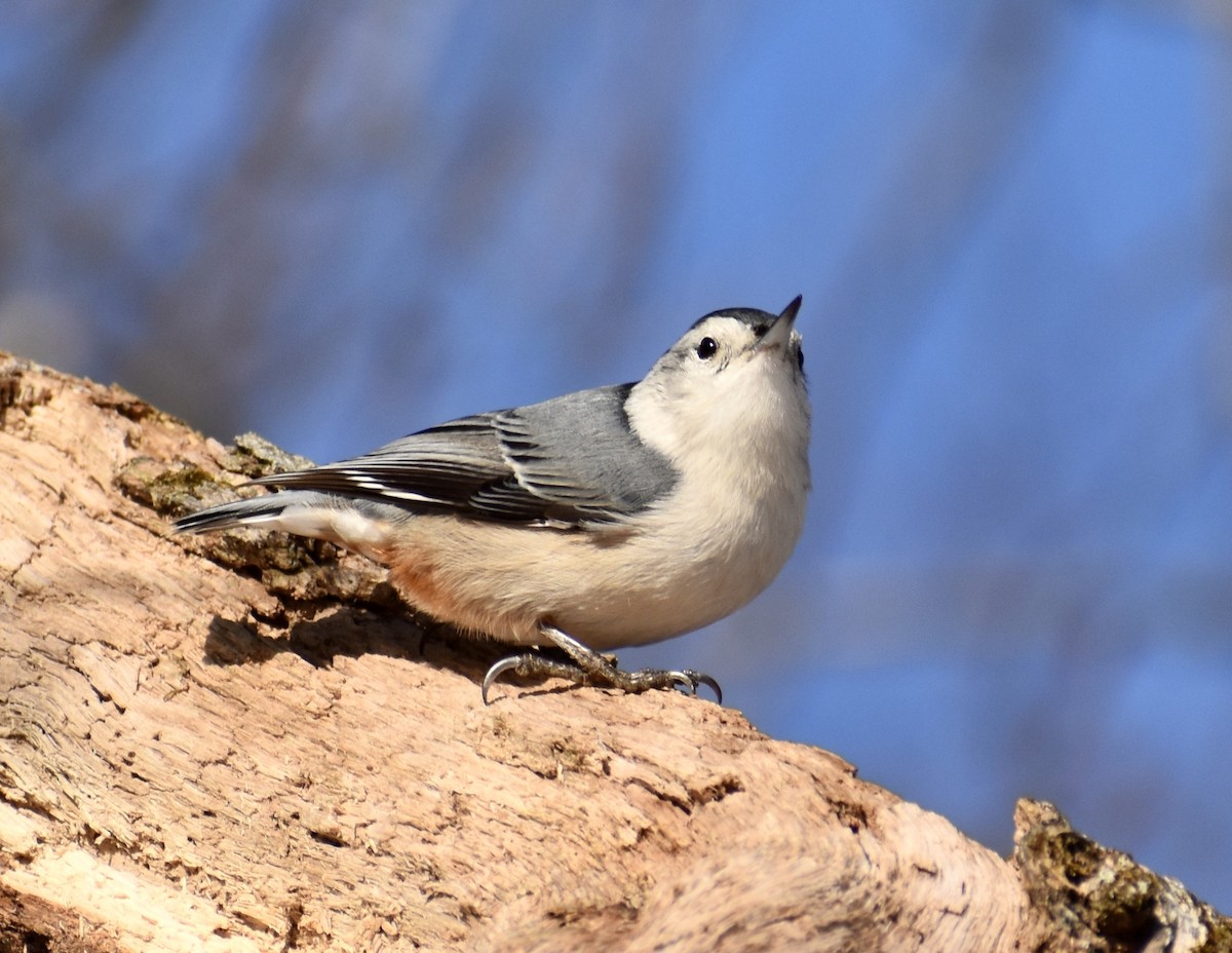 White-breasted Nuthatch - Isaac Grosner