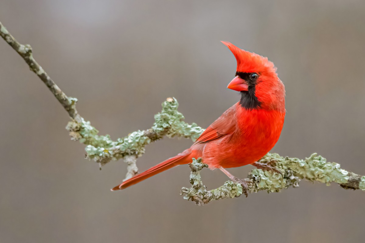 Northern Cardinal - Matthew Plante