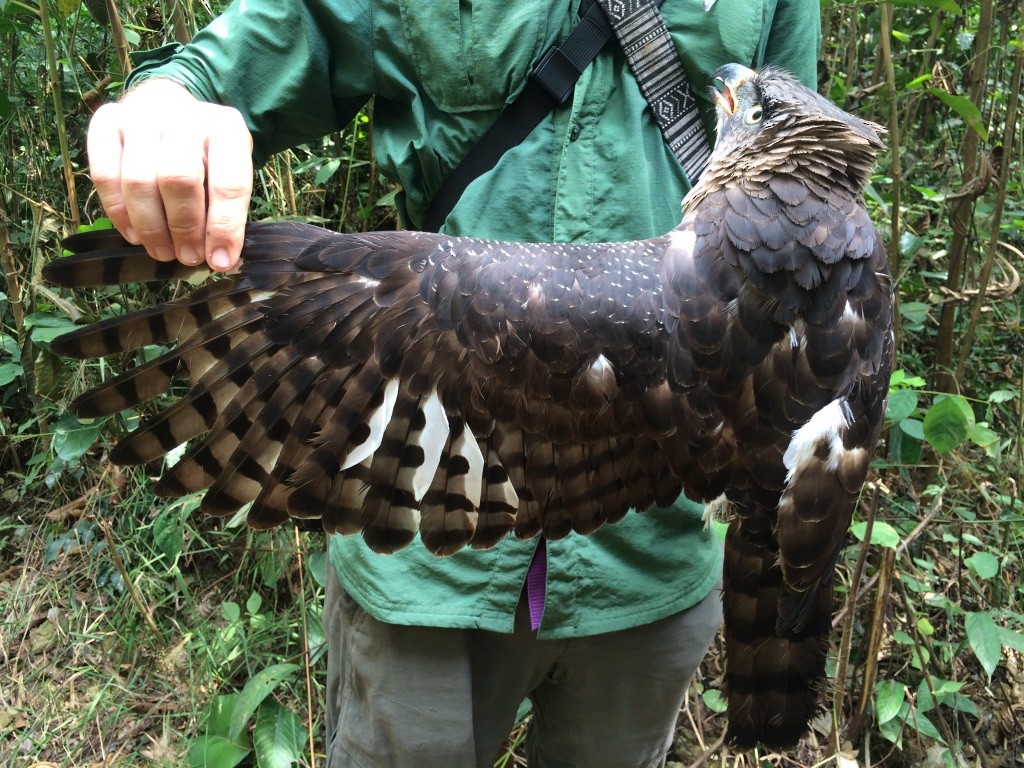 Congo Serpent-Eagle - ML290129961