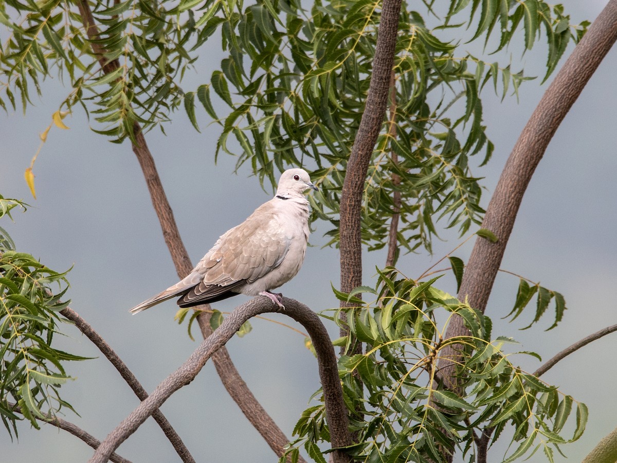 Eurasian Collared-Dove - ML290135541