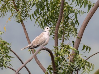 Eurasian Collared-Dove, ML290135541