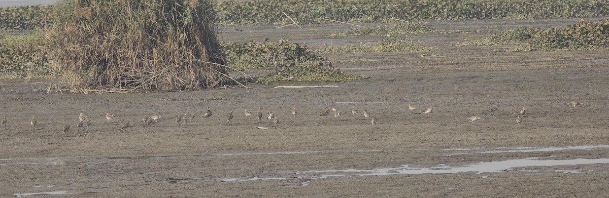 Eurasian Curlew - Nazes Afroz