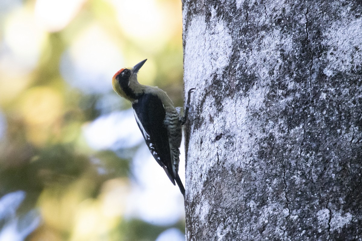 Golden-naped Woodpecker - ML290140441