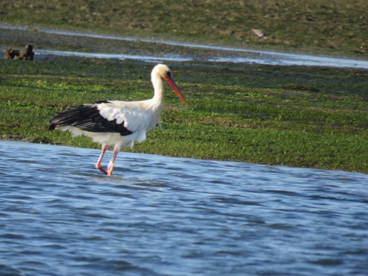 White Stork - jenny shelton