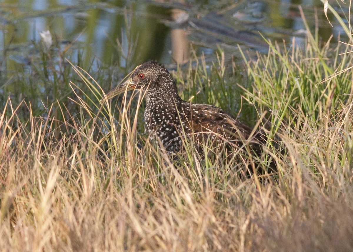 Spotted Rail - ML290158861