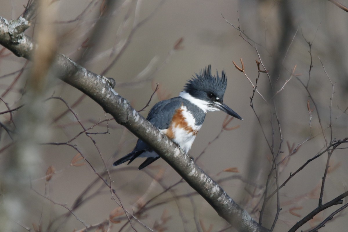 Belted Kingfisher - ML290159341