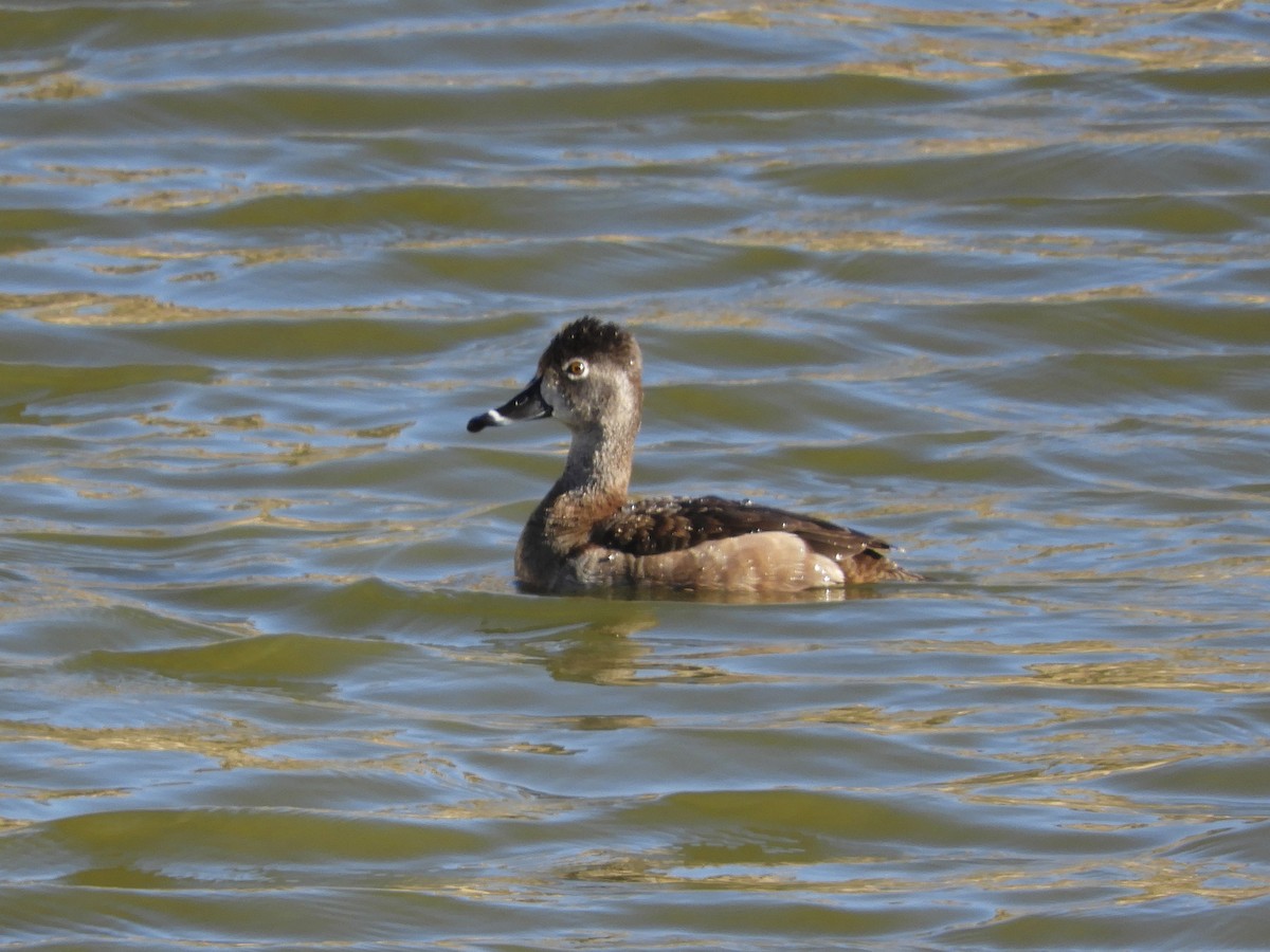 Ring-necked Duck - ML290162321