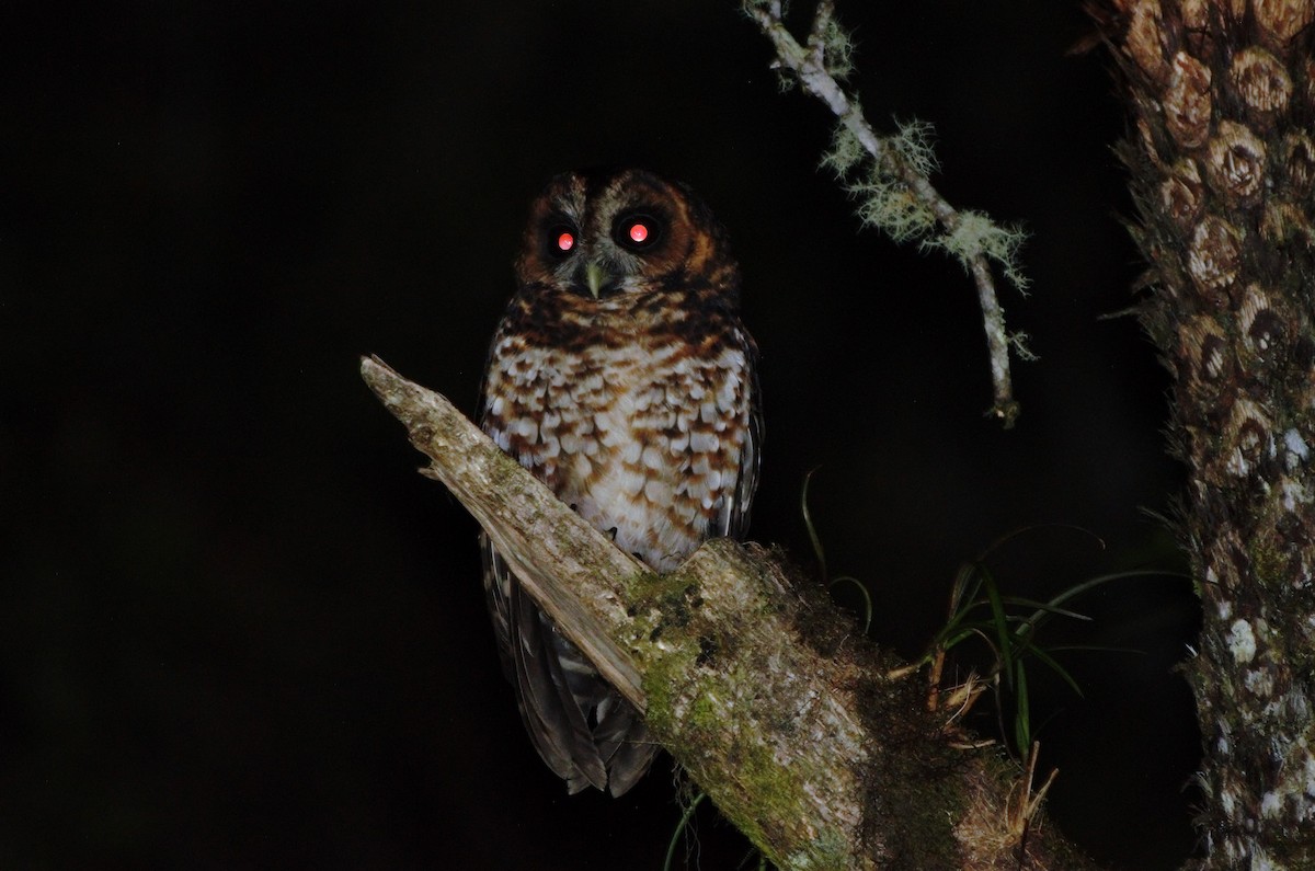 Rufous-banded Owl - ML290164651