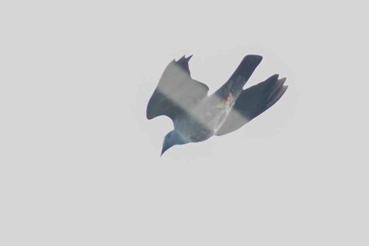 White-crowned Pigeon - Doug Gochfeld