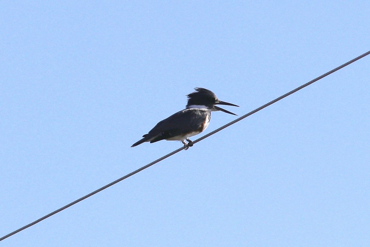 Belted Kingfisher - ML290171901