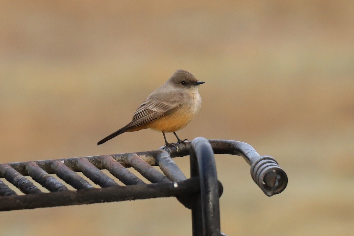Say's Phoebe - Audry Nicklin