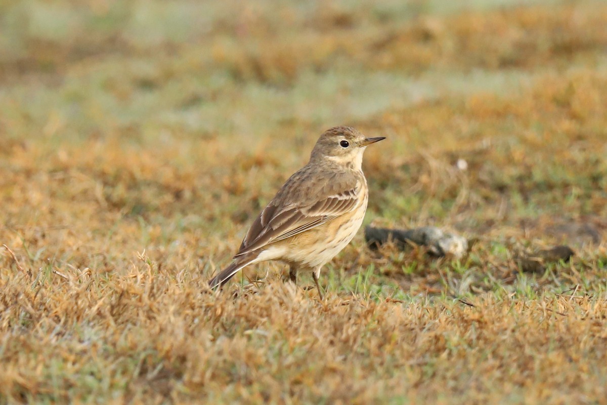 American Pipit - Audry Nicklin