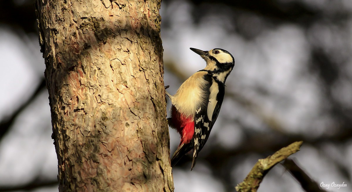 Great Spotted/Syrian Woodpecker - ML290176831