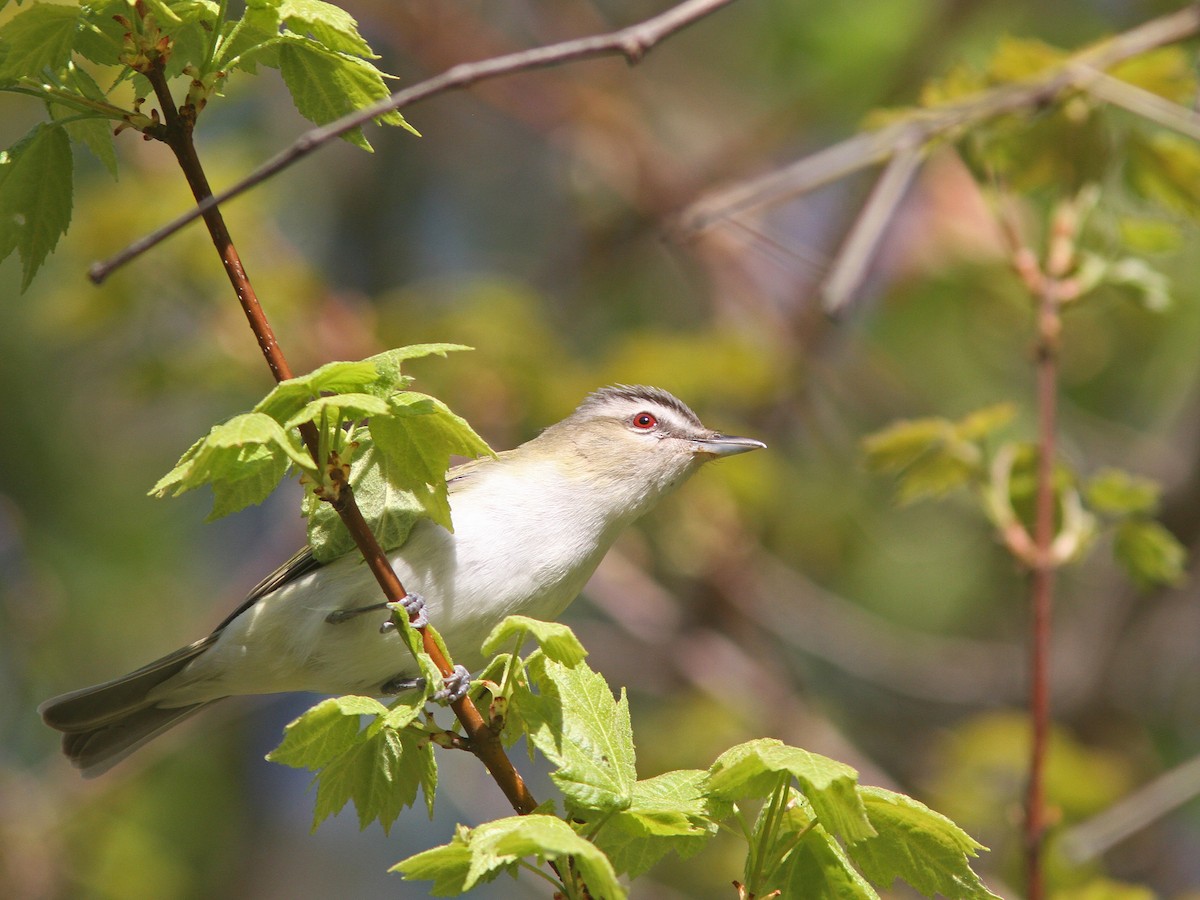 Red-eyed Vireo - Larry Therrien