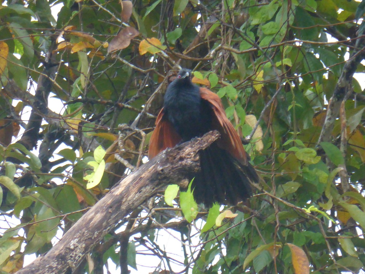 Greater Coucal - ML290179091