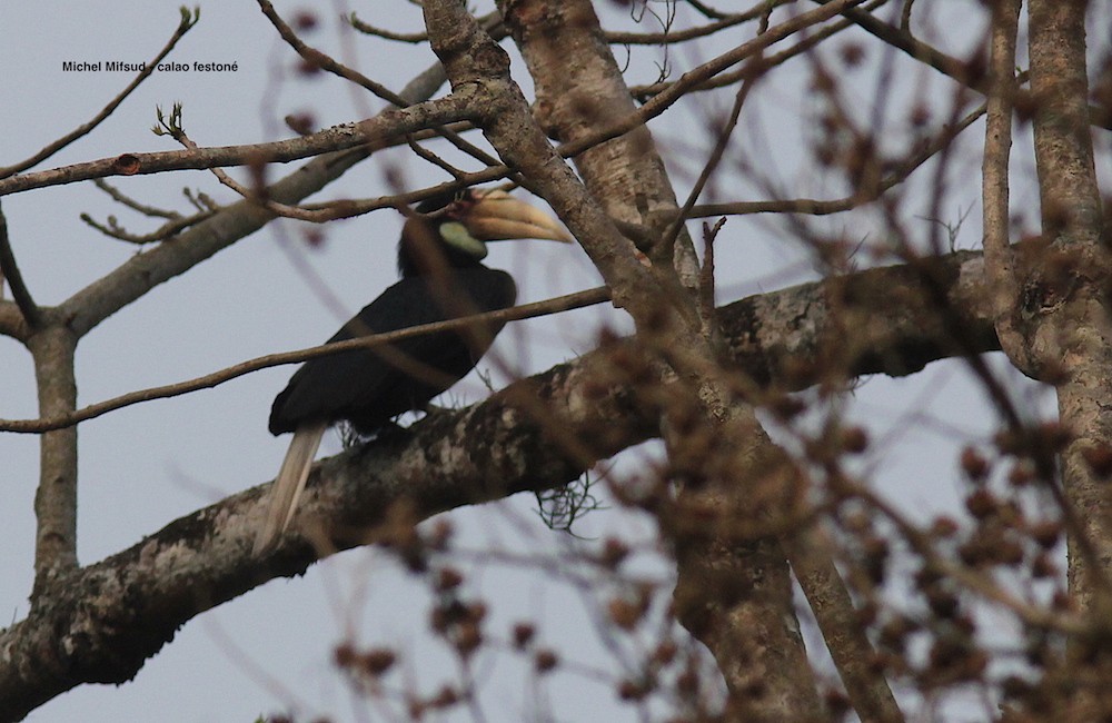 Wreathed Hornbill - Michel Mifsud