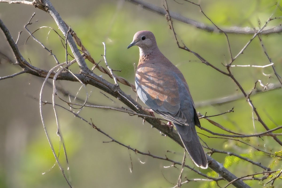Laughing Dove - ML290182371