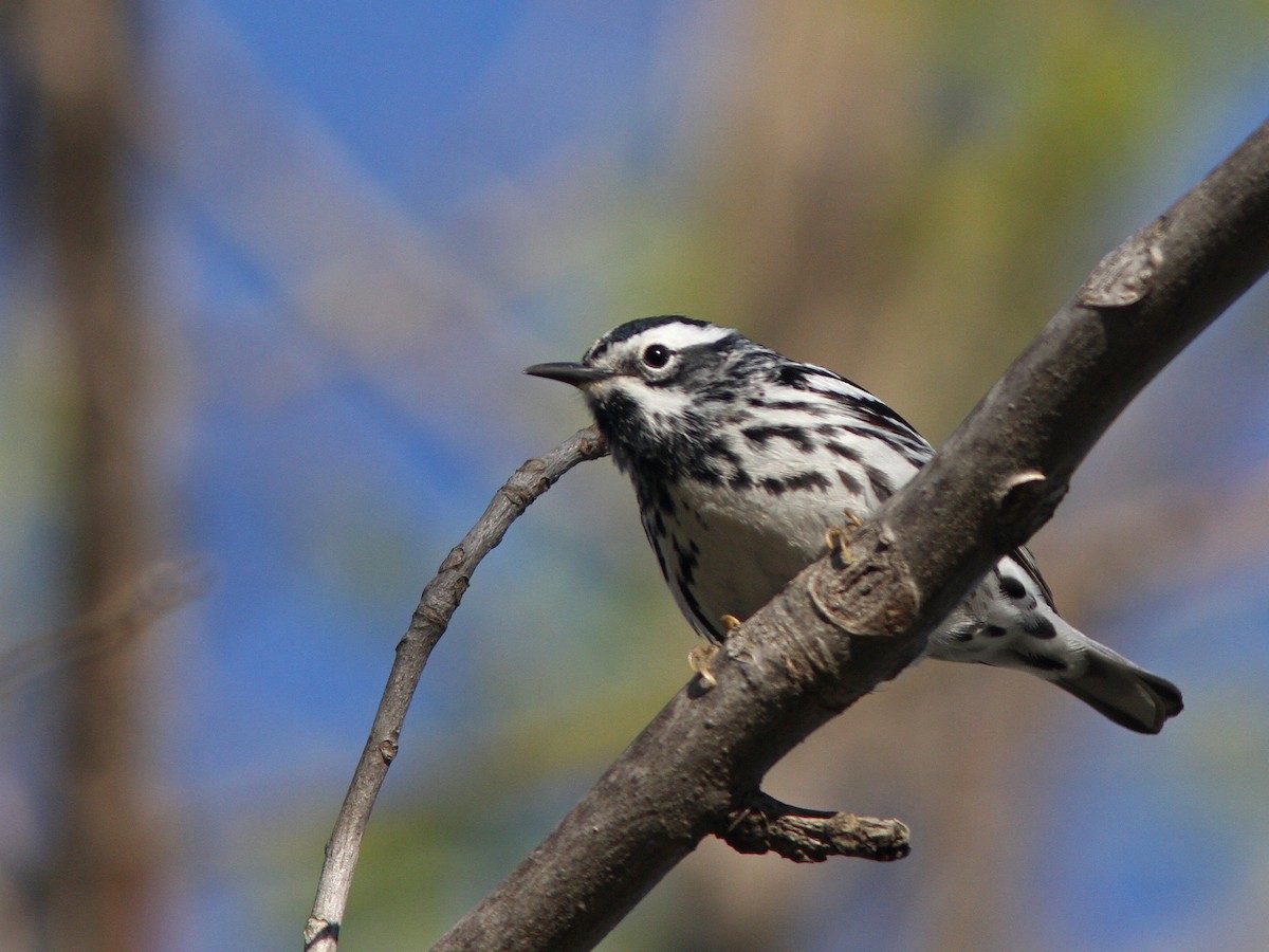 Black-and-white Warbler - ML29018321