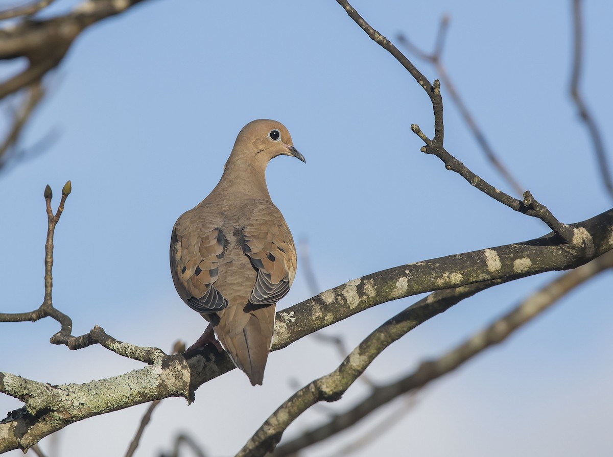 Mourning Dove - Ronnie d'Entremont