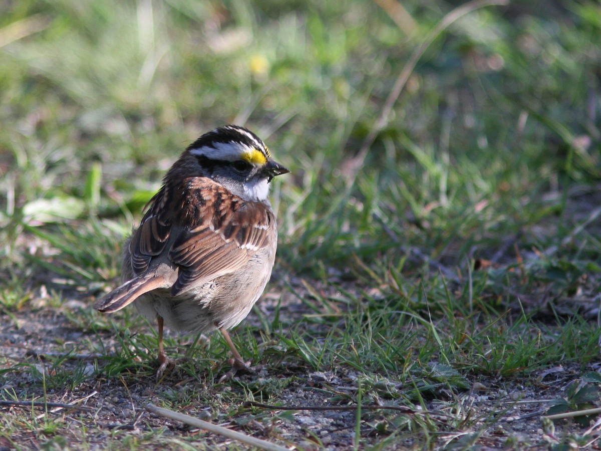 White-throated Sparrow - ML29018431