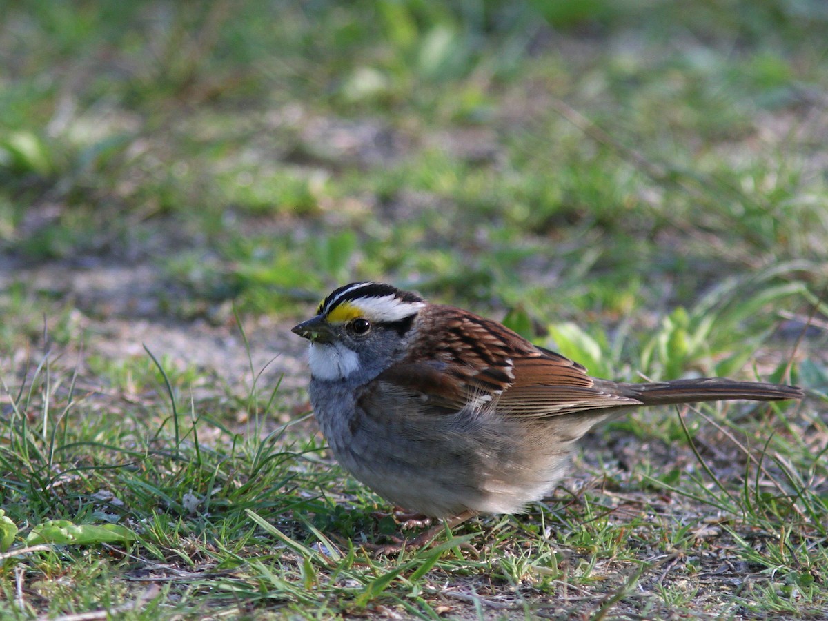 White-throated Sparrow - Larry Therrien