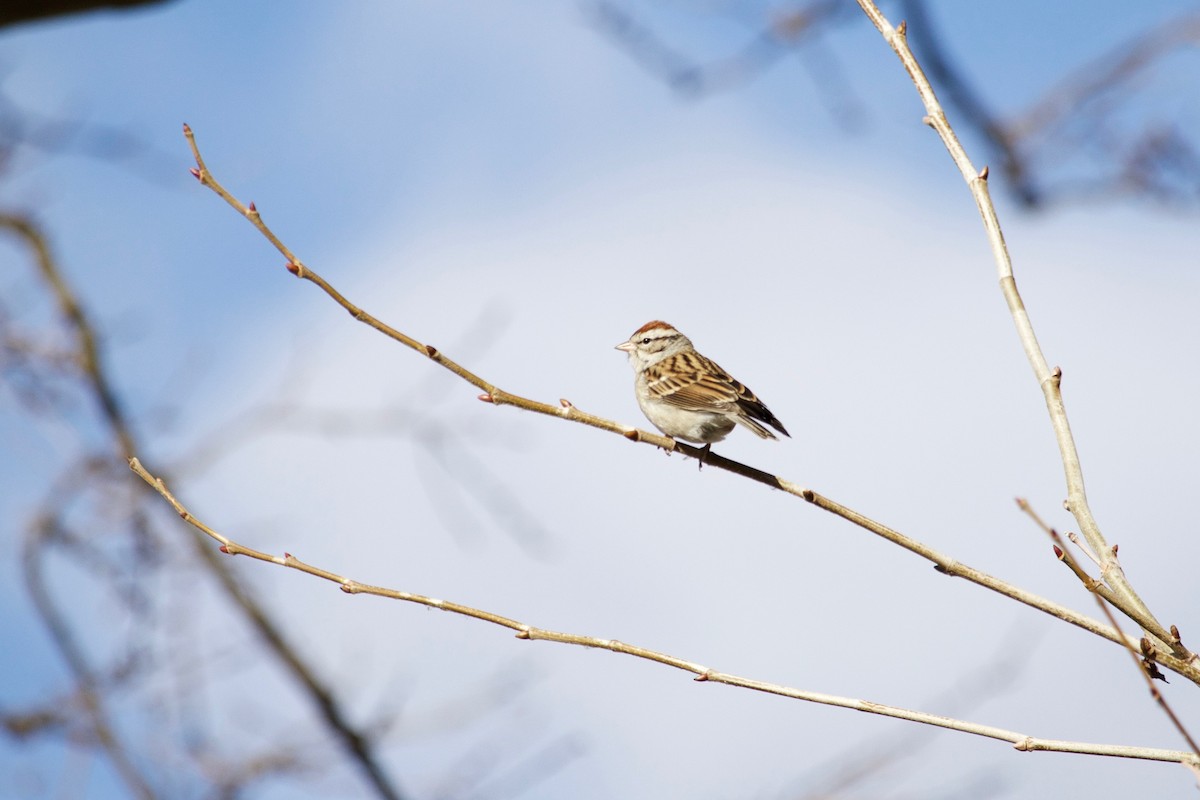 Chipping Sparrow - Loyan Beausoleil