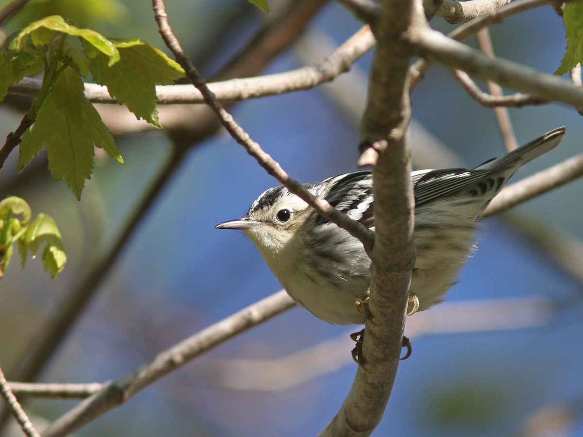 Black-and-white Warbler - ML29018511