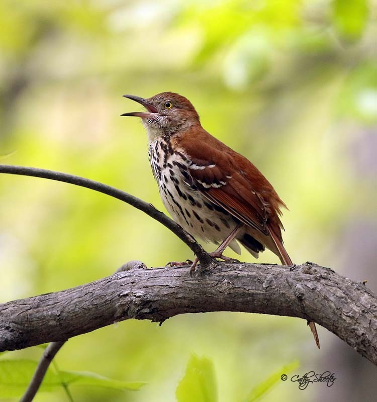 Brown Thrasher - Cathy Sheeter