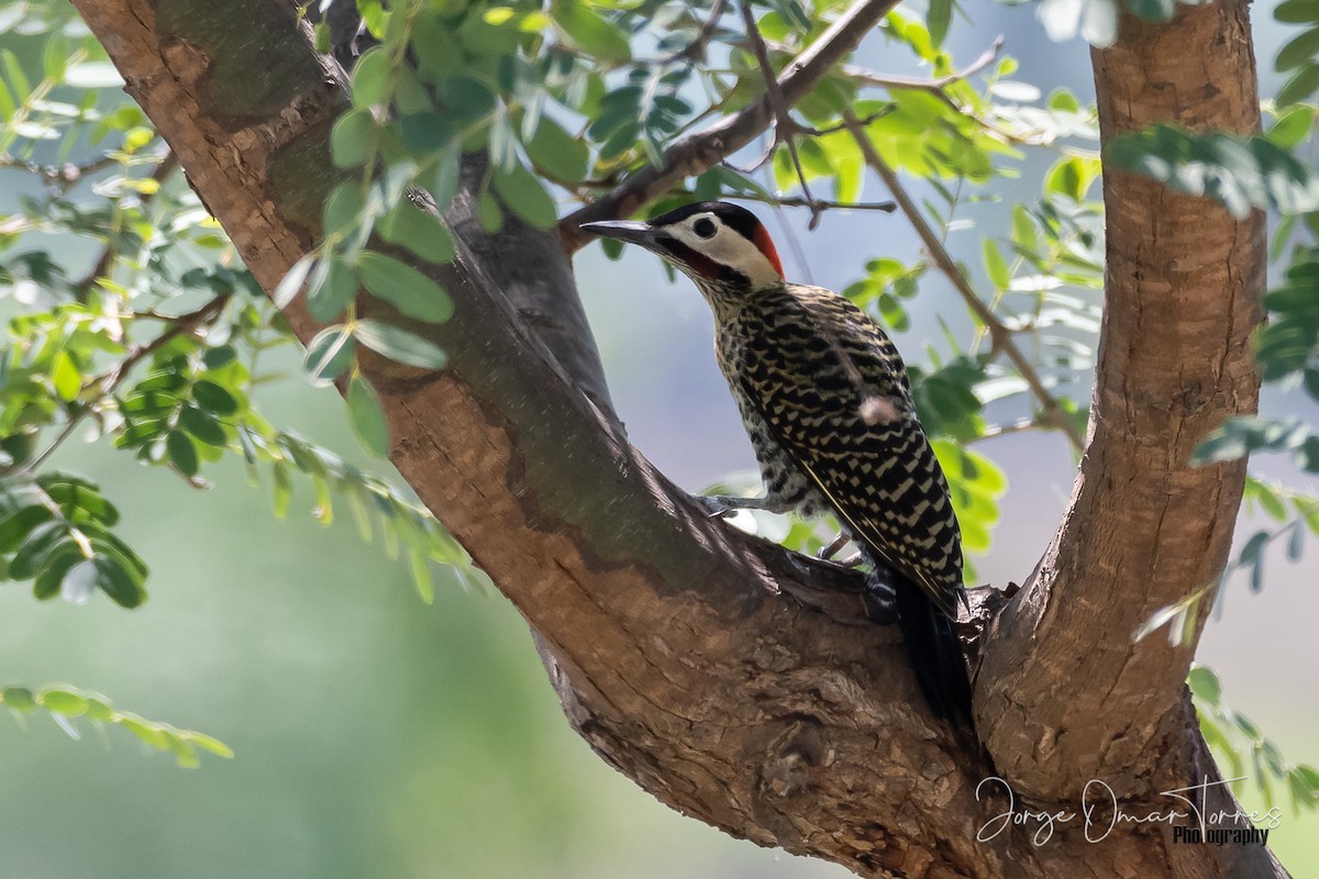 Green-barred Woodpecker - ML290191941