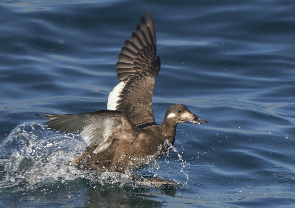 White-winged Scoter - Anonymous