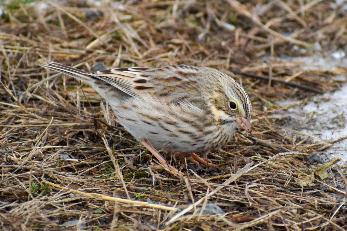 Savannah Sparrow (Ipswich) - ML290195381