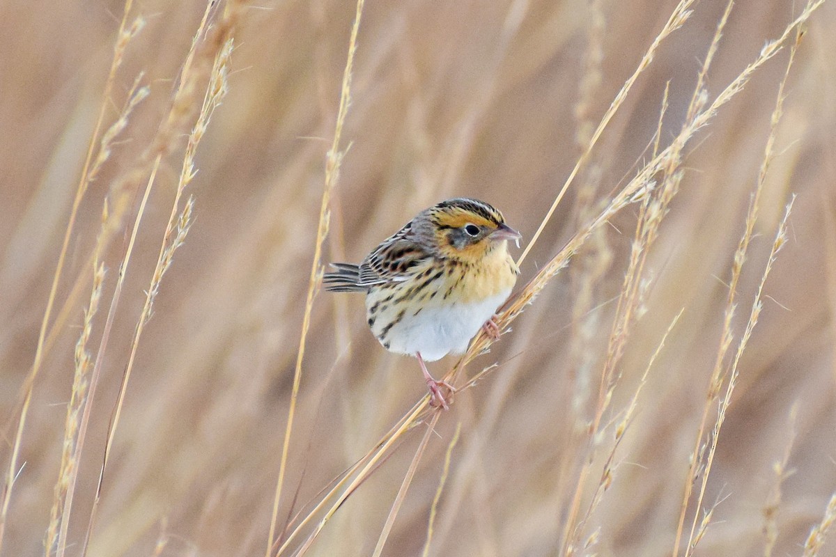 LeConte's Sparrow - Mitchell Goldfarb