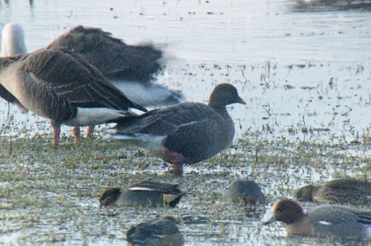 Pink-footed Goose - Niall Keogh