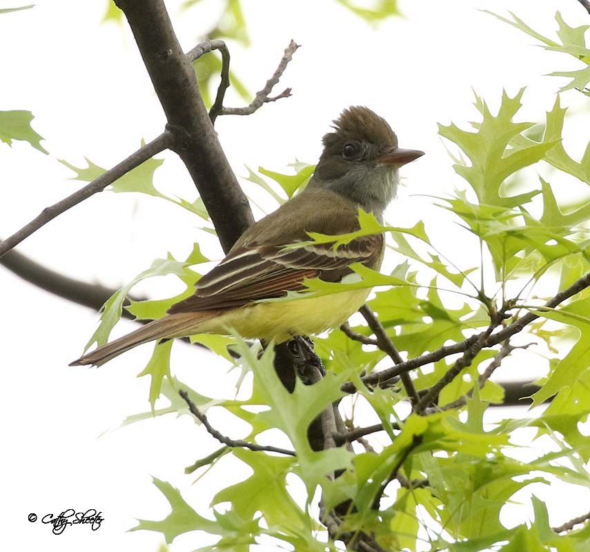 Great Crested Flycatcher - ML29021531