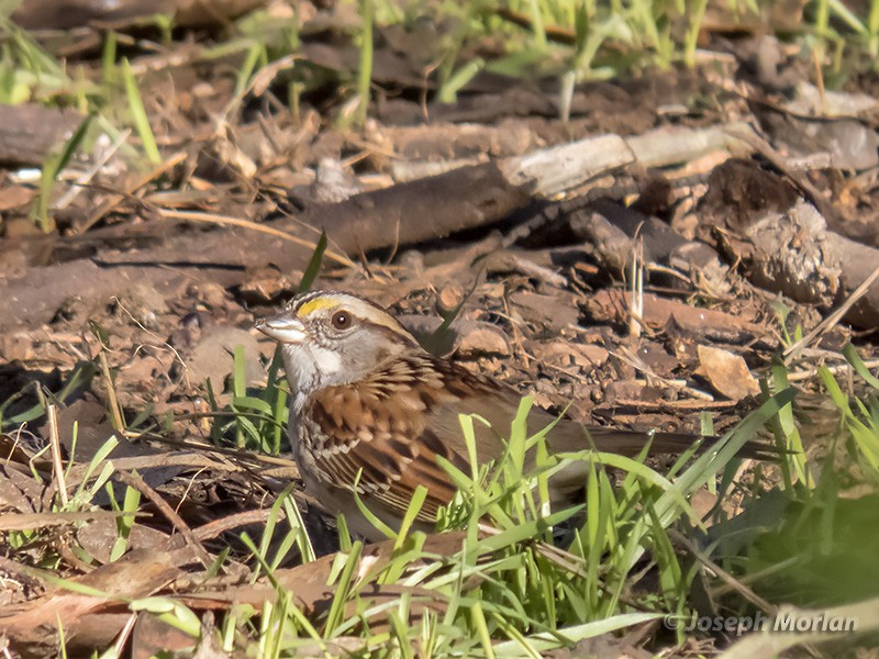 White-throated Sparrow - ML290216421