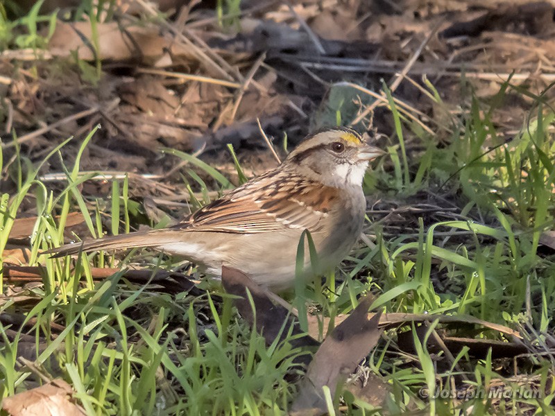 White-throated Sparrow - Joseph Morlan