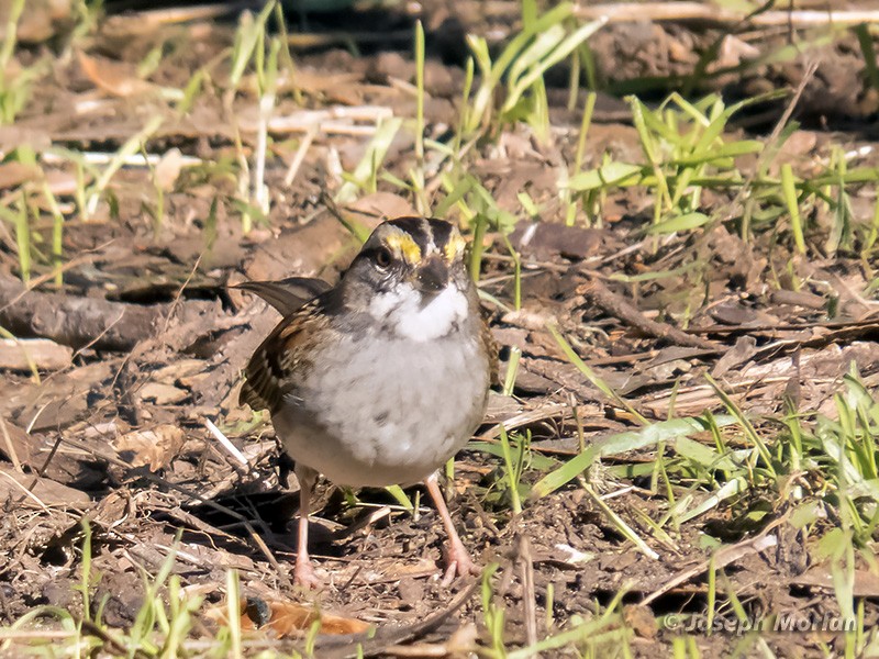 White-throated Sparrow - Joseph Morlan