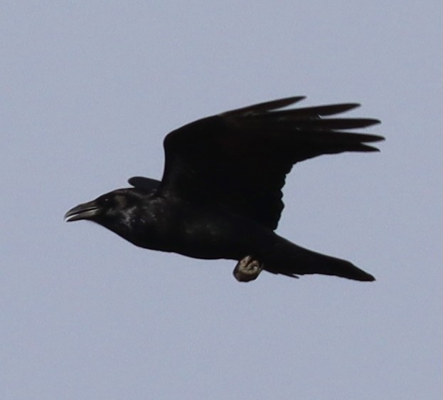 Common Raven - ML290239601