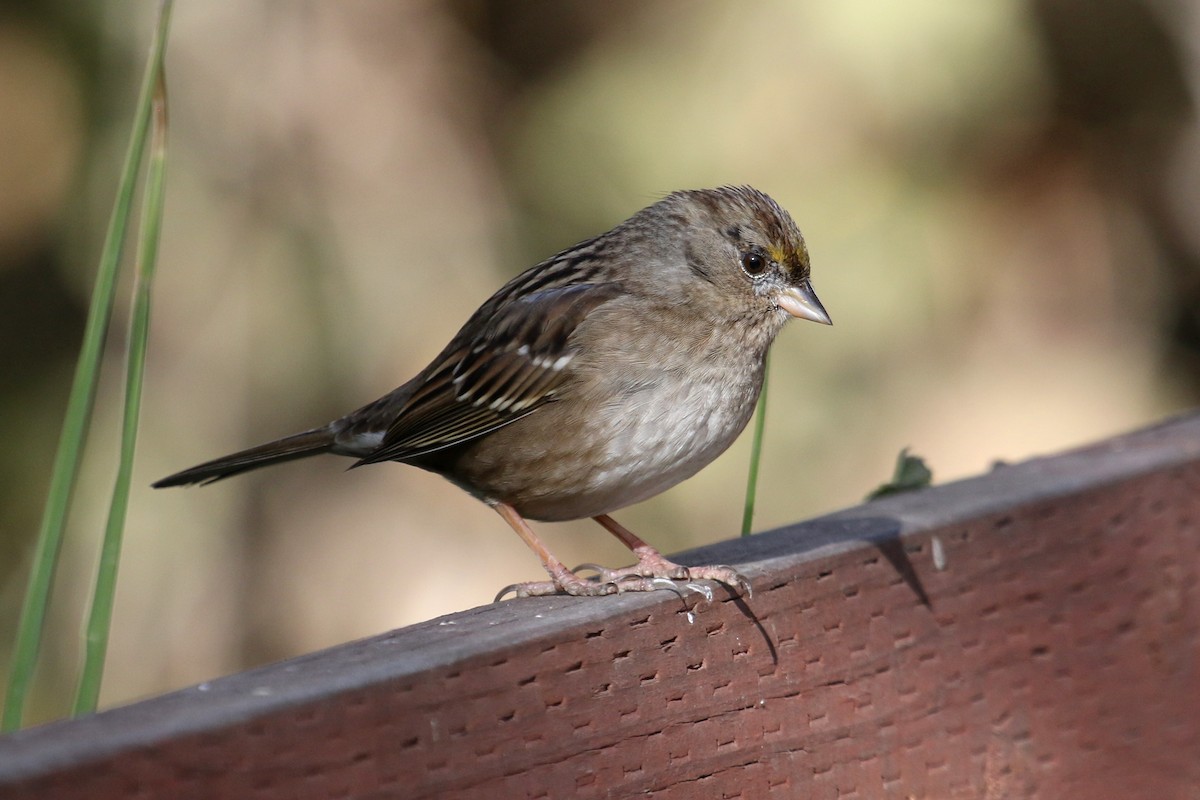 Golden-crowned Sparrow - Jamie Chavez