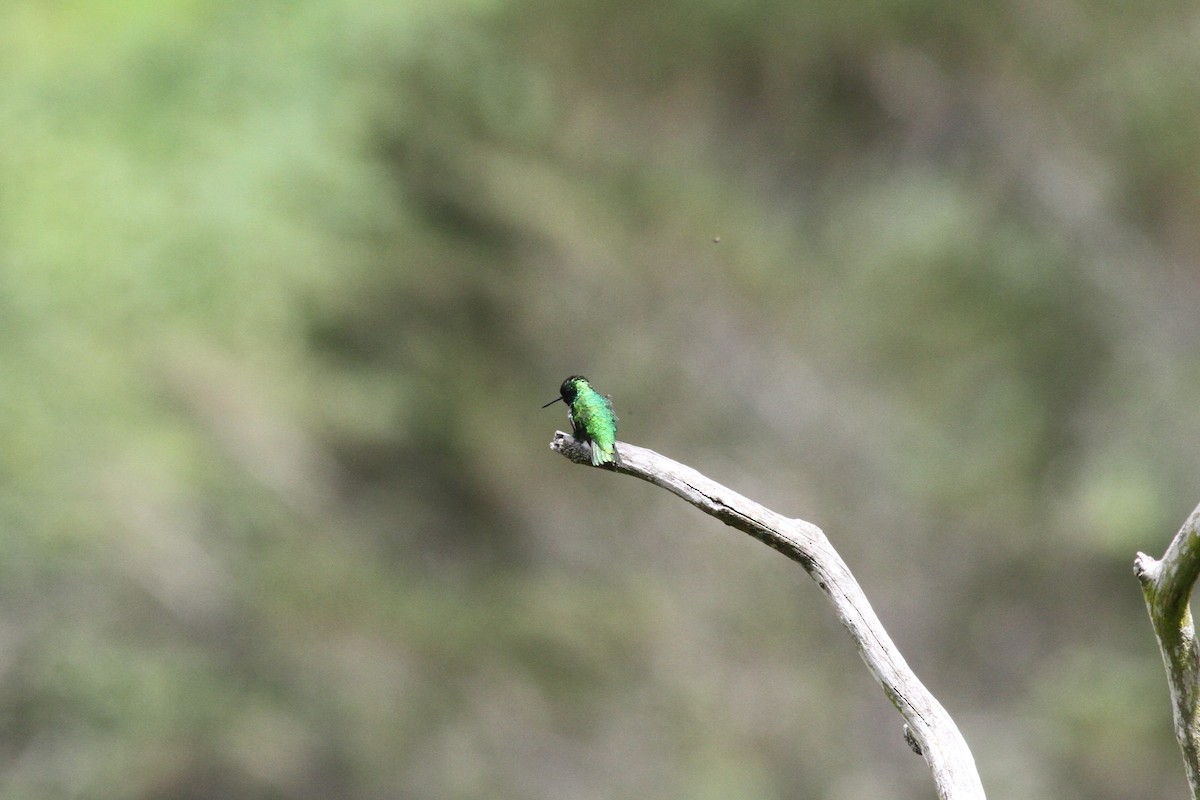 Short-tailed Emerald - John Kvarnback