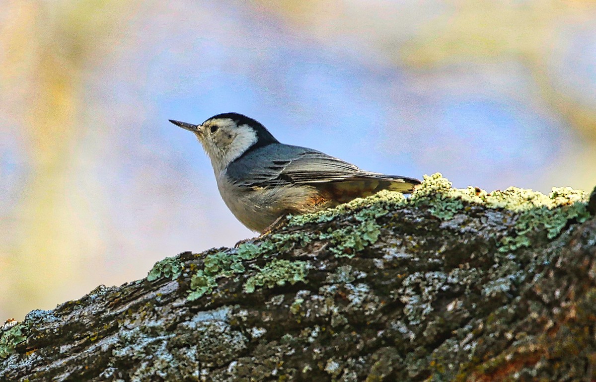 White-breasted Nuthatch - ML290249191