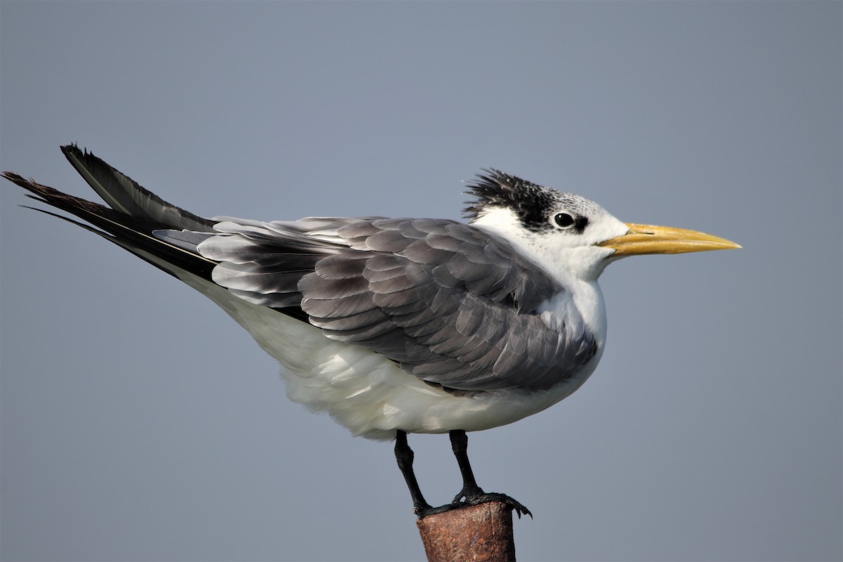 Great Crested Tern - ML290256861