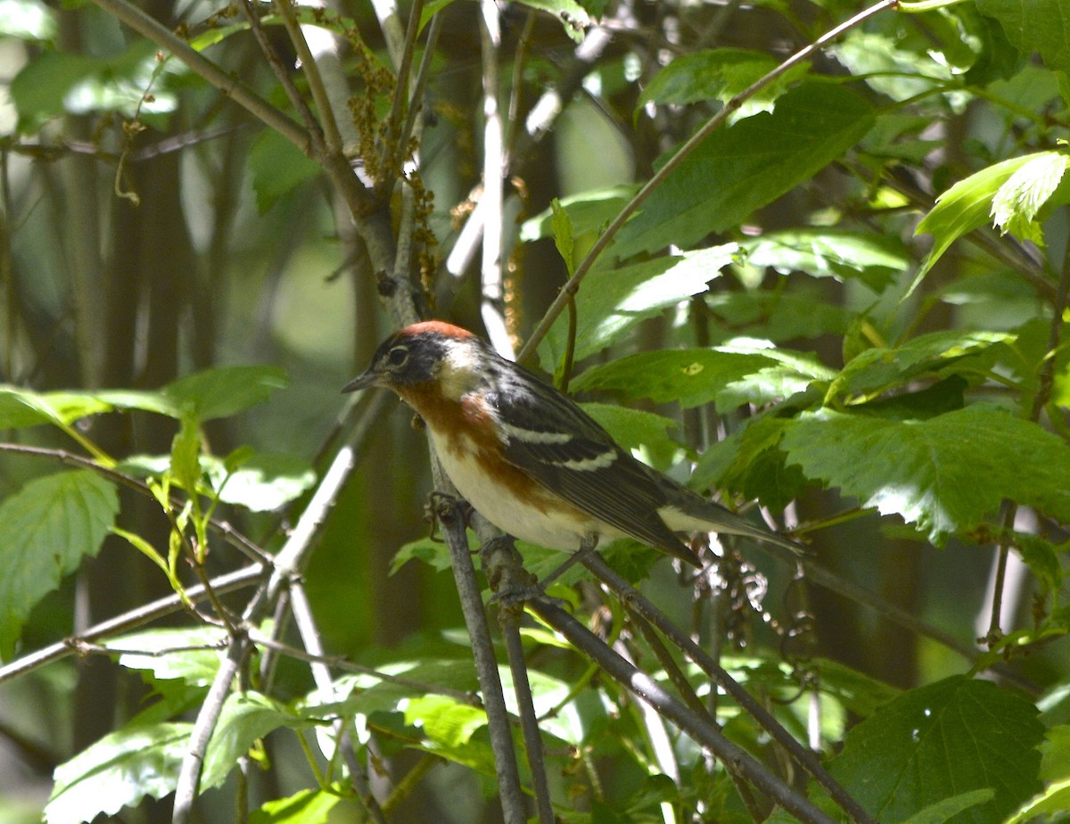 Bay-breasted Warbler - ML29026641