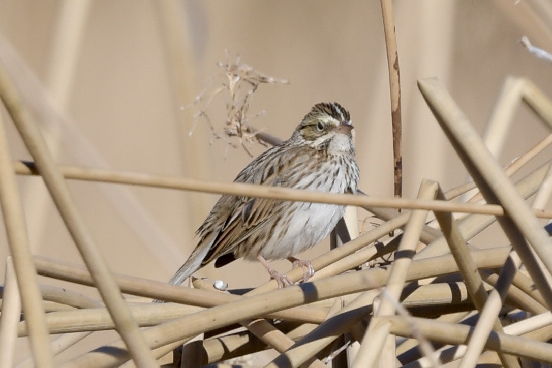 Savannah Sparrow - ML290271961