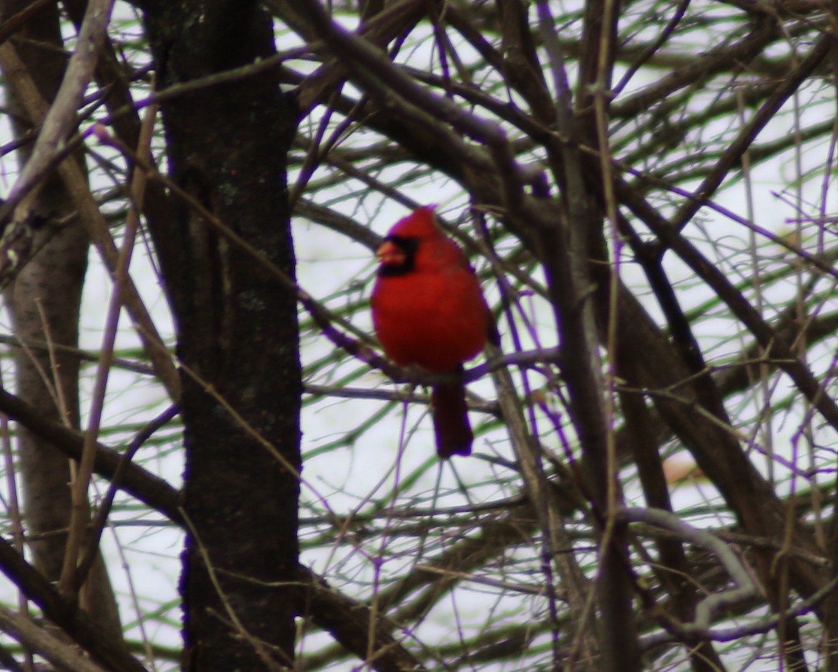 Northern Cardinal - Chandler Sonafrank